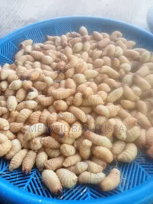 Document Sur L’Élevage Des Hannetons