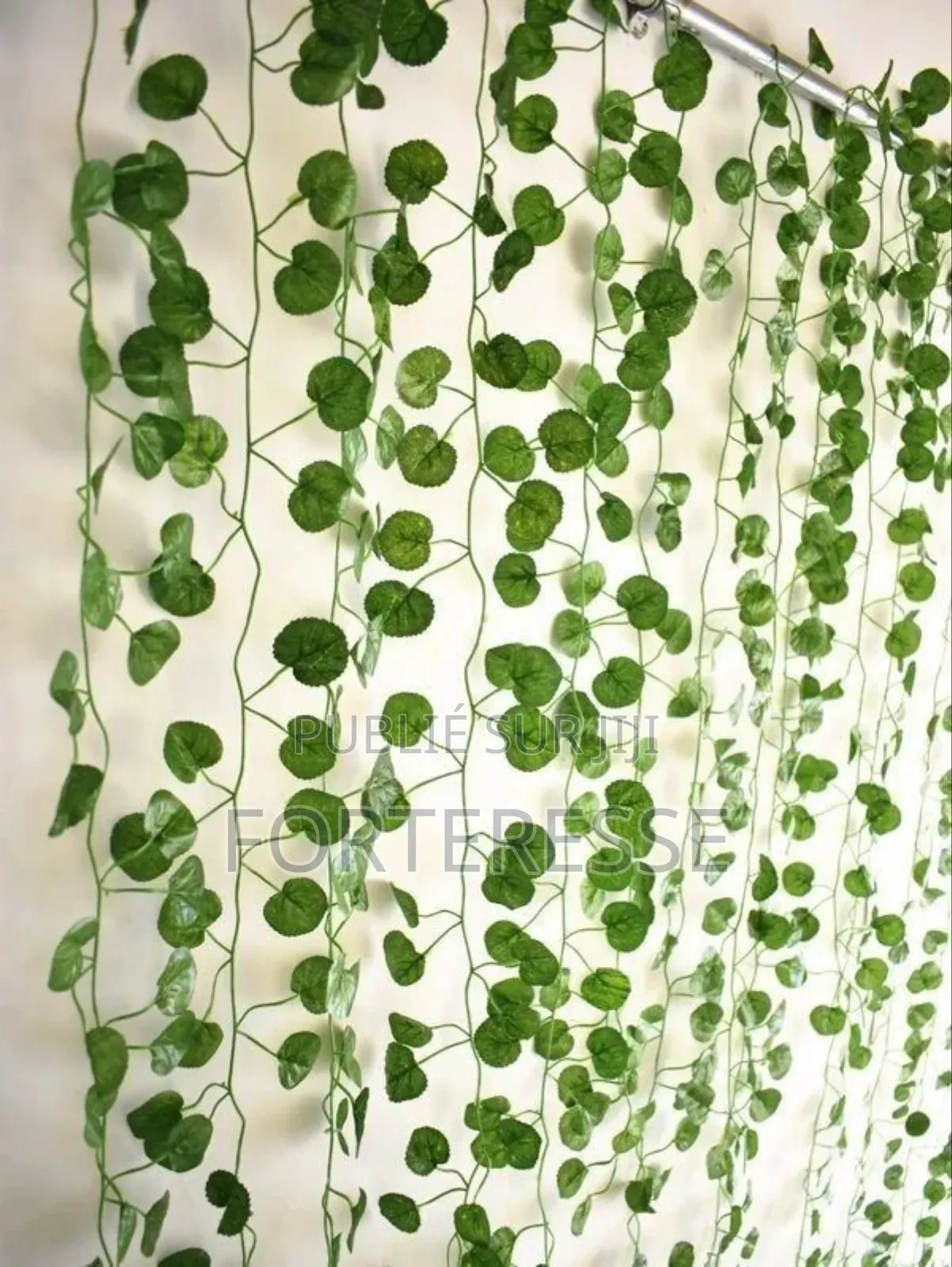 Lierre De Fleurs Vertes