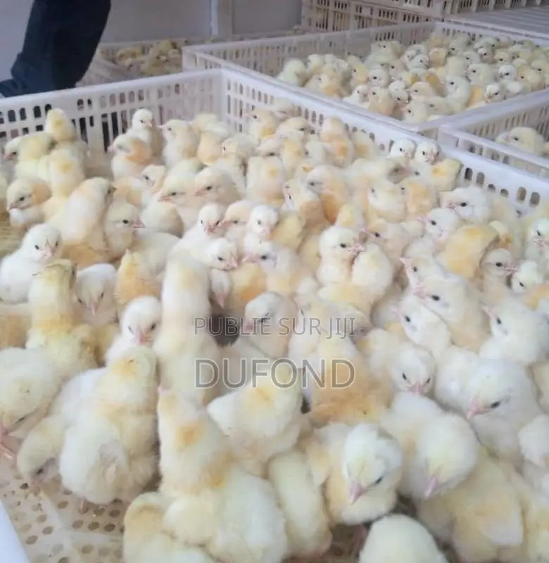 Poussins Ponte, Chairs