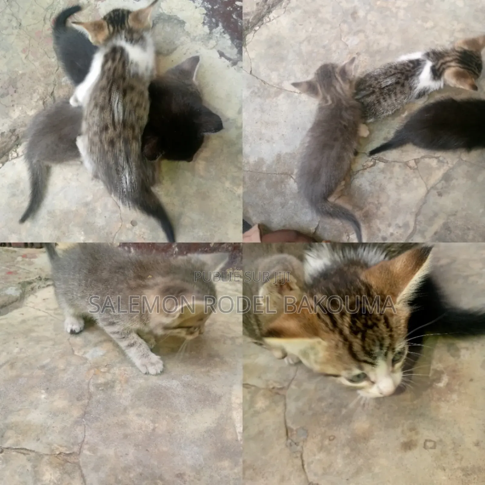 0-1 mois Homme Race mixte European Burmese