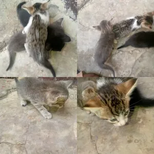 0-1 mois Homme Race mixte European Burmese