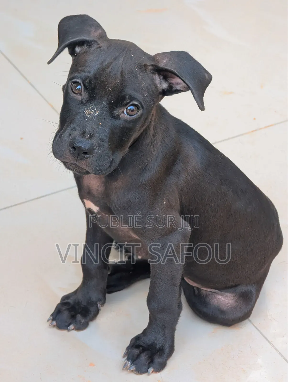 1-3 mois Homme Race mixte Cane Corso