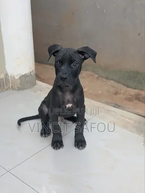 1-3 mois Homme Race mixte Cane Corso