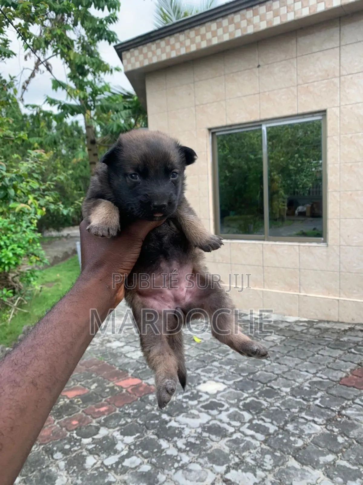 0-1 mois Femme Race mixte Belgian Malinois