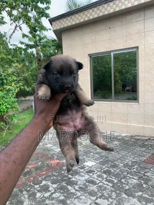 0-1 mois Femme Race mixte Belgian Malinois