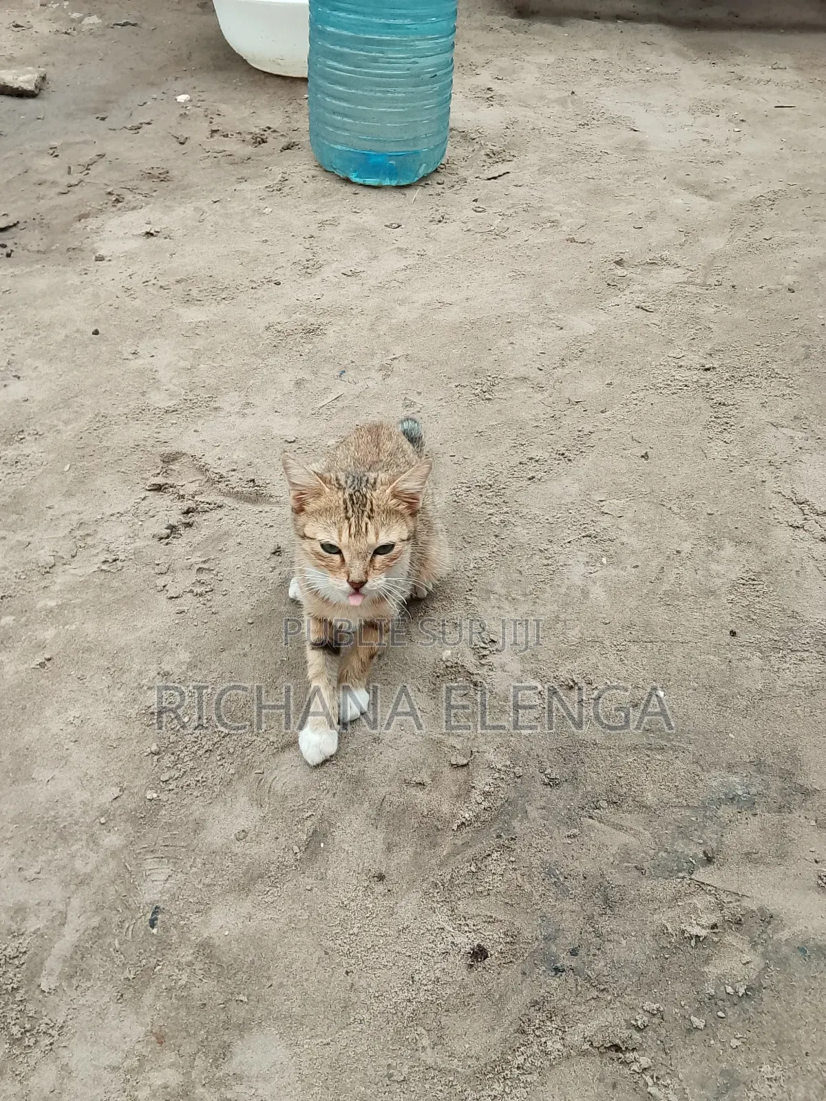 3-6 mois Femme Pure race Race inconnu