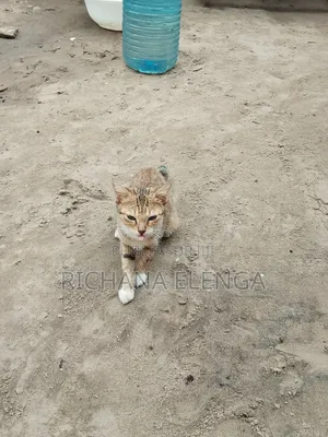 3-6 mois Femme Pure race Race inconnu