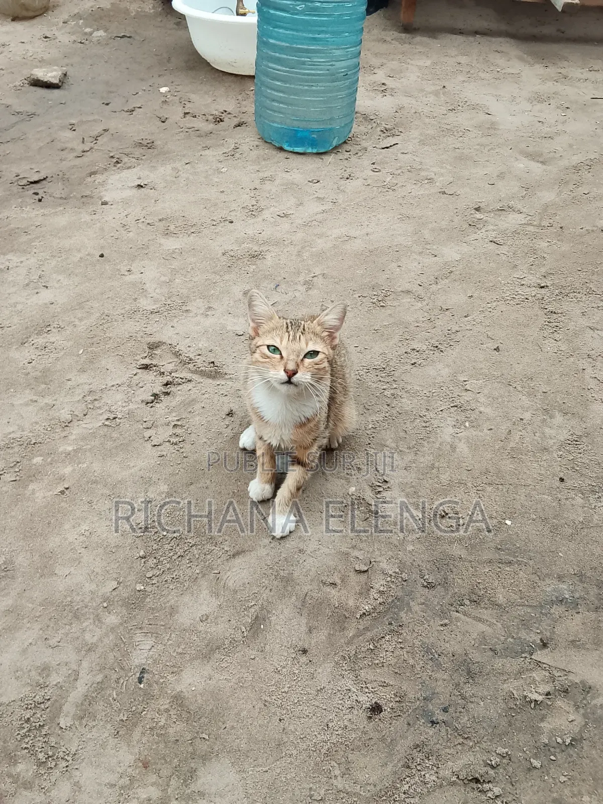 3-6 mois Femme Pure race Race inconnu