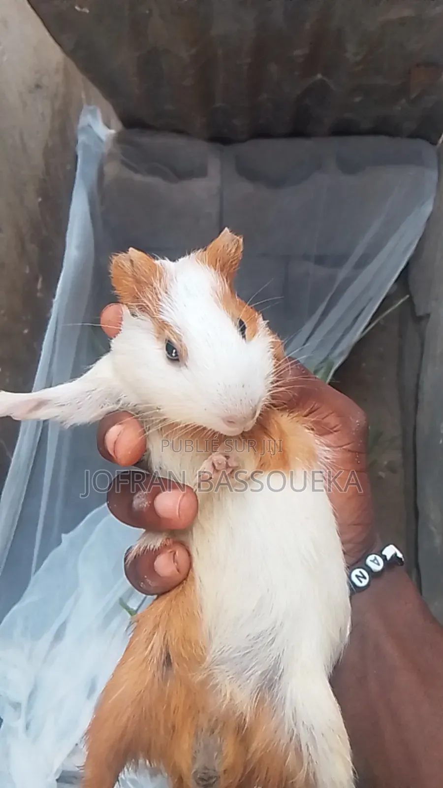 Cobayes ( Cochon d'Inde