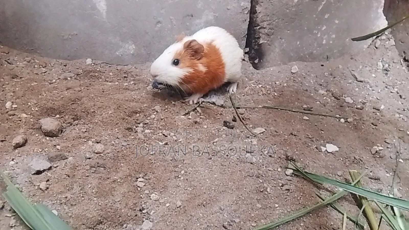 Cobayes ( Cochon d'Inde