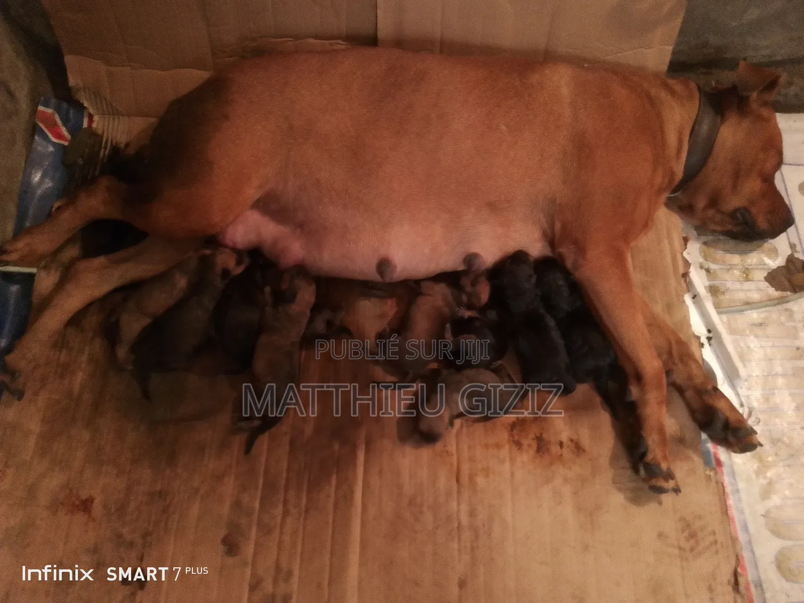 1-3 mois Femme Race mixte Autre