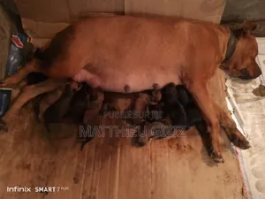 1-3 mois Femme Race mixte Autre