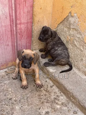 1-3 mois Homme Pure race Boerboel
