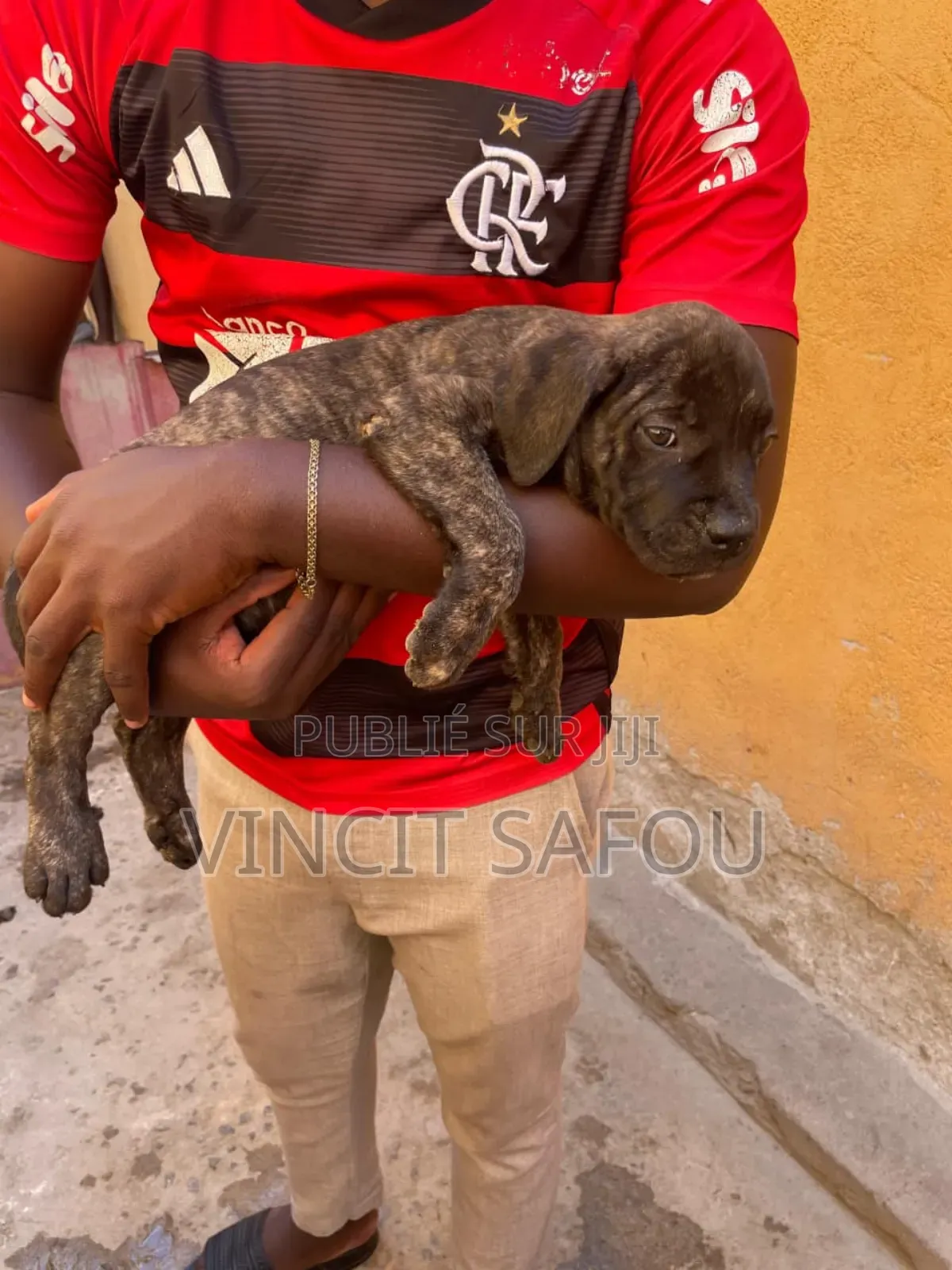 1-3 mois Homme Pure race Boerboel