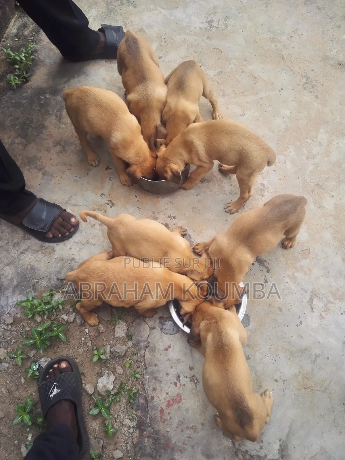 0-1 mois Homme Race mixte Boerboel