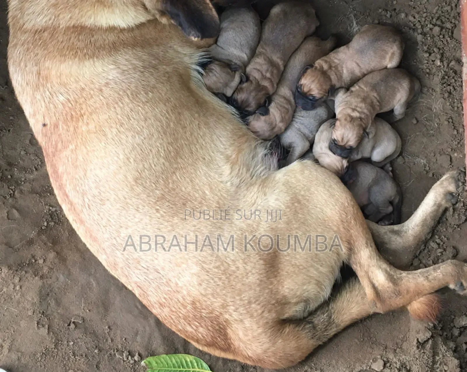 0-1 mois Homme Race mixte Boerboel