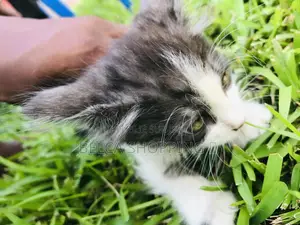 0-1 mois Homme Pure race Birman