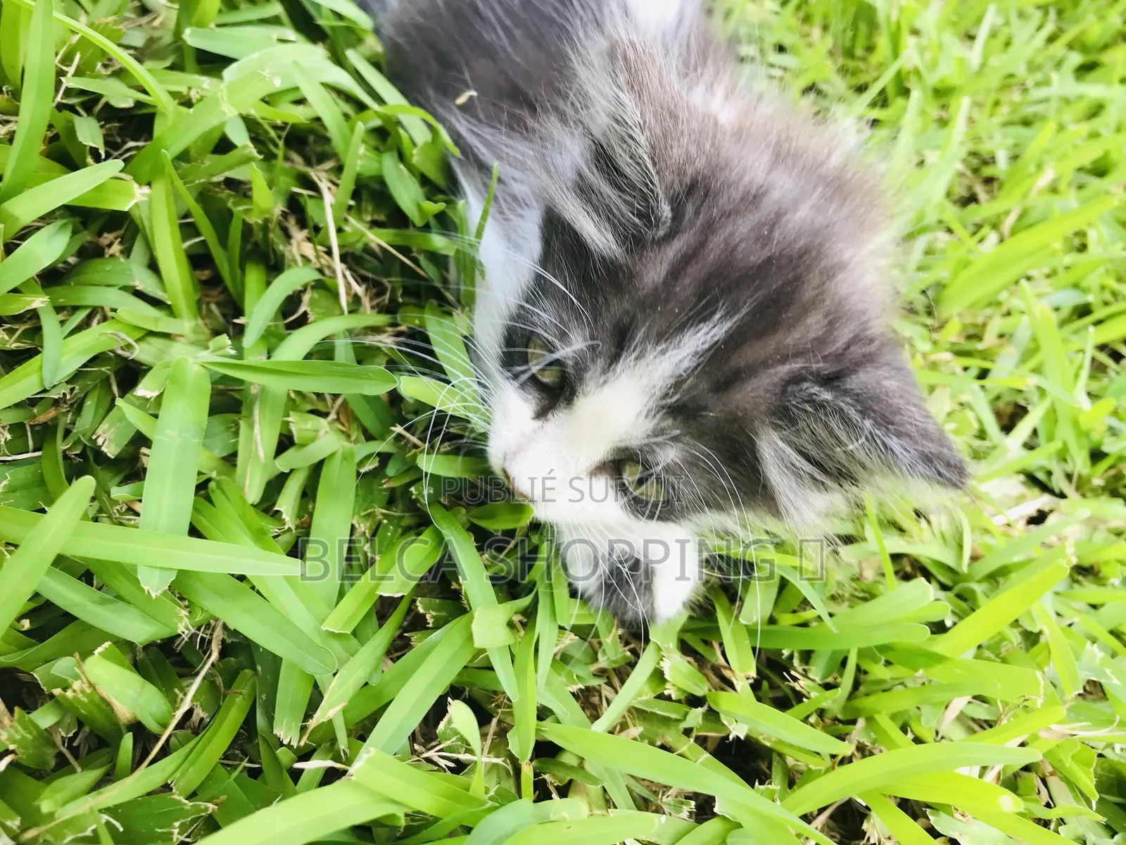 0-1 mois Homme Pure race Birman