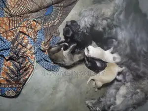 0-1 mois Homme Pure race Canaan