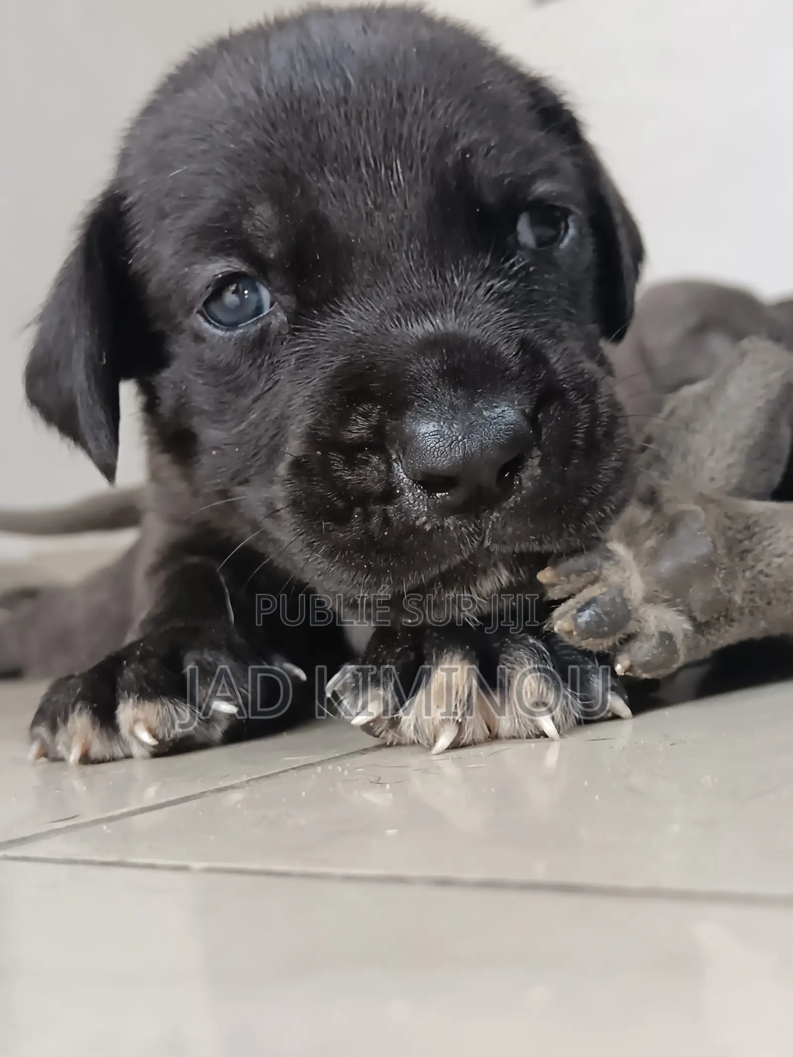 1-3 mois Femme Pure race Cane Corso