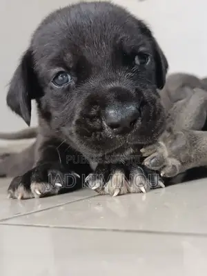 1-3 mois Femme Pure race Cane Corso