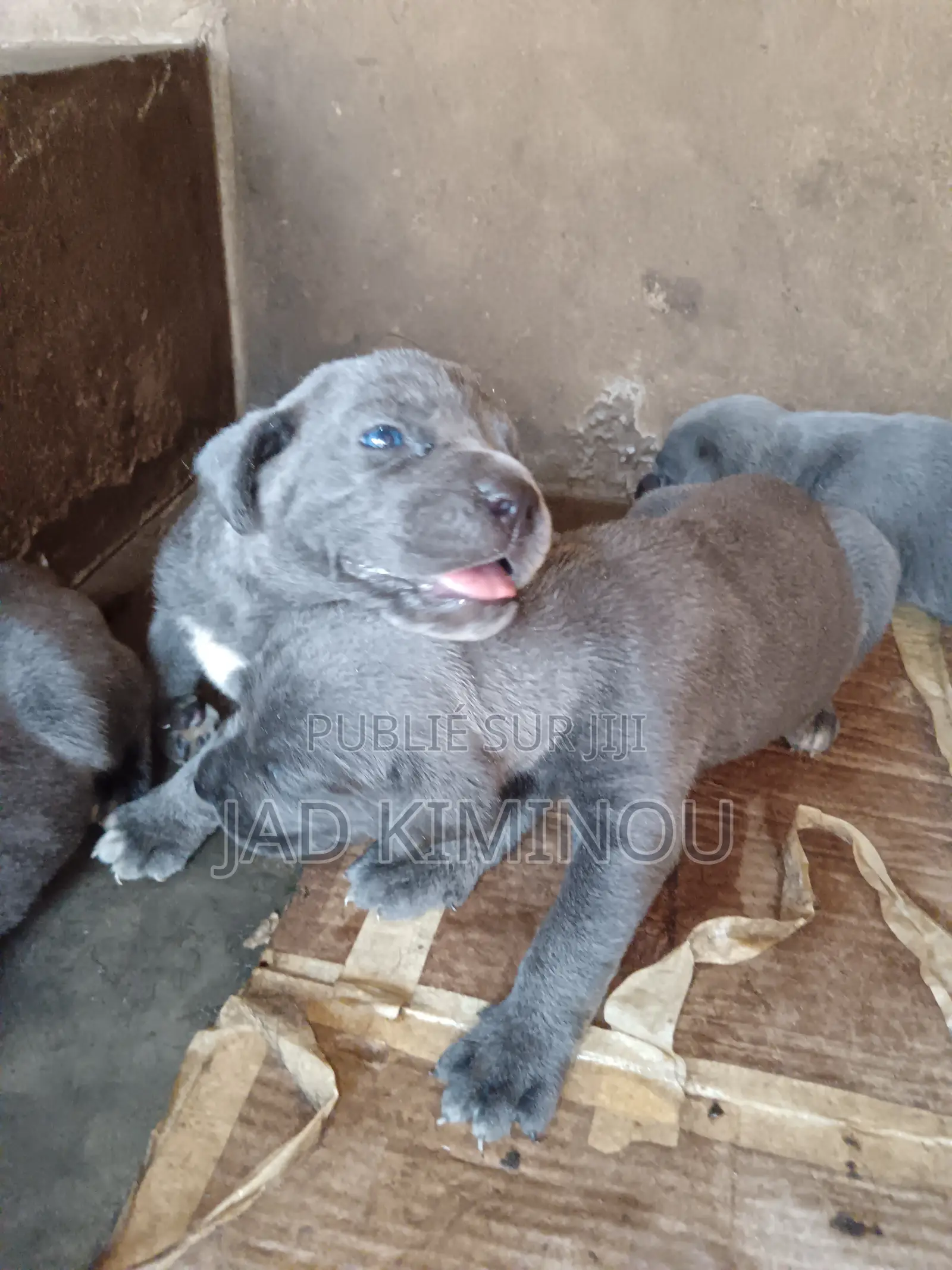 1-3 mois Femme Pure race Cane Corso