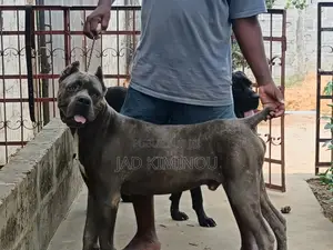 1-3 mois Femme Pure race Cane Corso