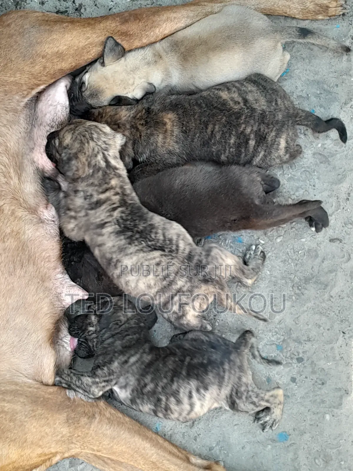 1-3 mois Homme Race mixte Presa Canario