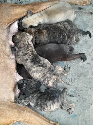 1-3 mois Homme Race mixte Presa Canario