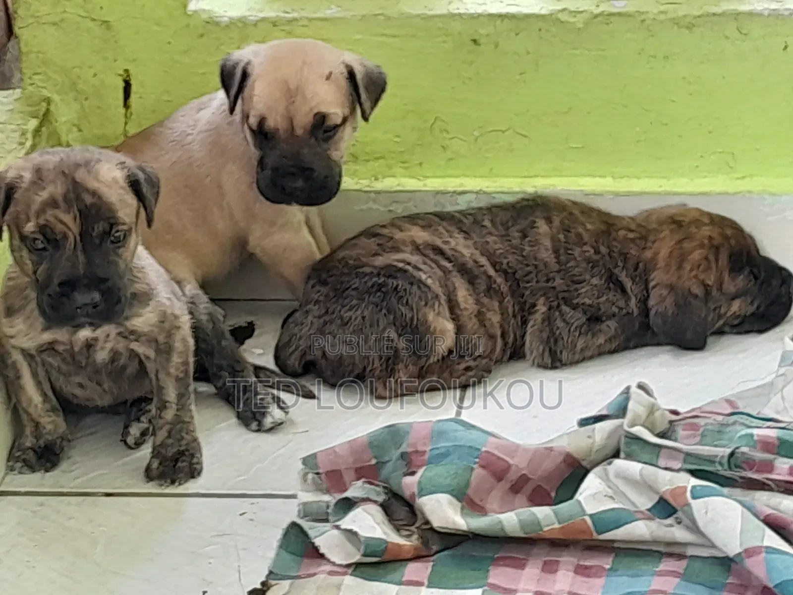 1-3 mois Homme Race mixte Presa Canario