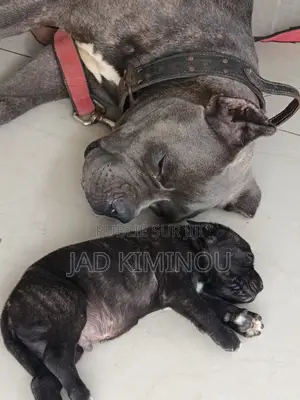 1-3 mois Femme Pure race Cane Corso