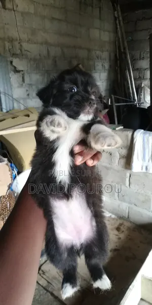 1-3 mois Homme Race mixte Finnish Spitz