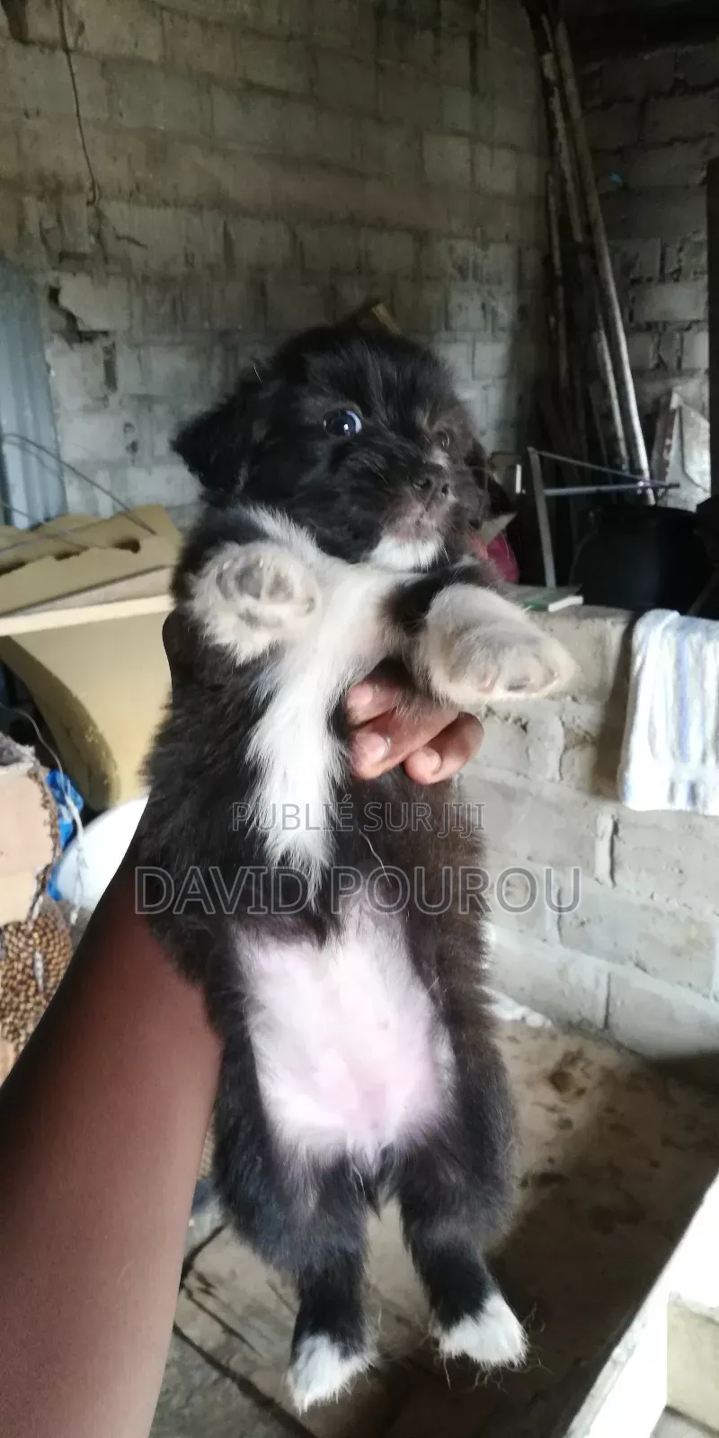 1-3 mois Homme Race mixte Finnish Spitz