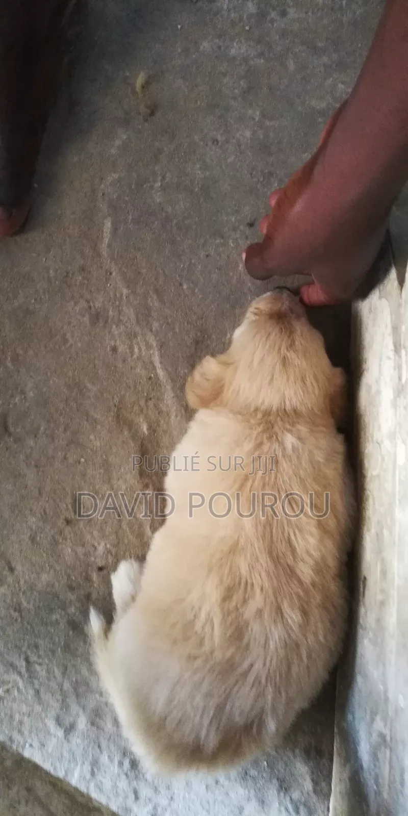 1-3 mois Homme Race mixte Finnish Spitz