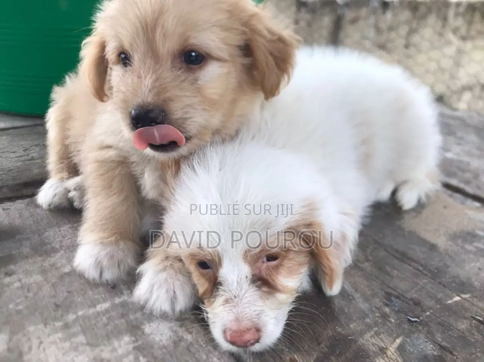 1-3 mois Homme Race mixte Finnish Spitz