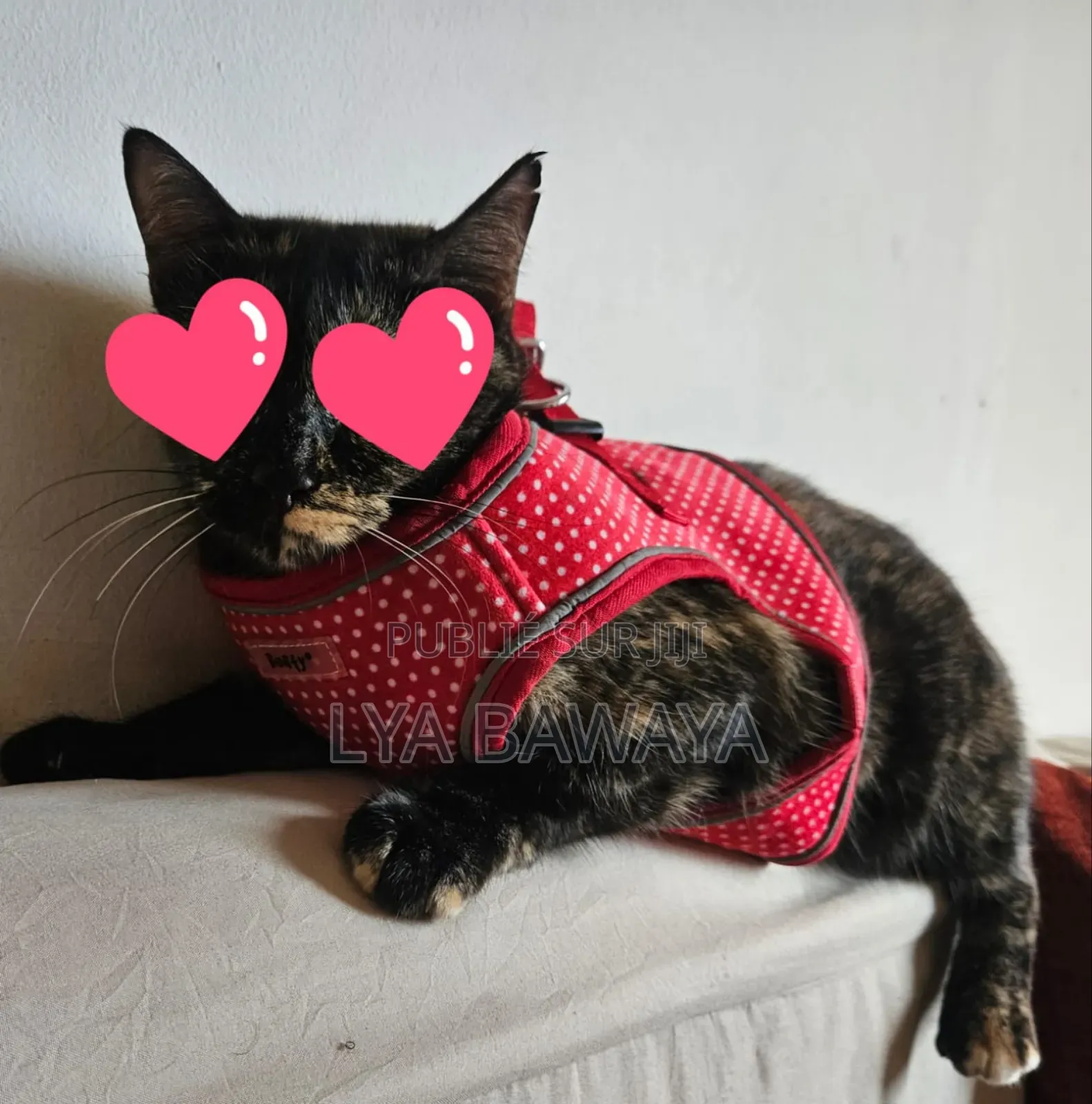 Harnais Pour Chiens Bon Etat