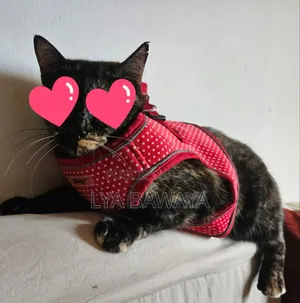 Harnais Pour Chiens Bon Etat