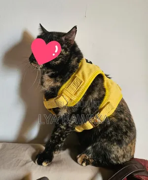 Harnais Pour Chiens Bon Etat