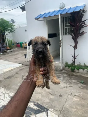 0-1 mois Femme Race mixte Belgian Malinois