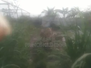 Parcelle À Vendre À Raffinerie