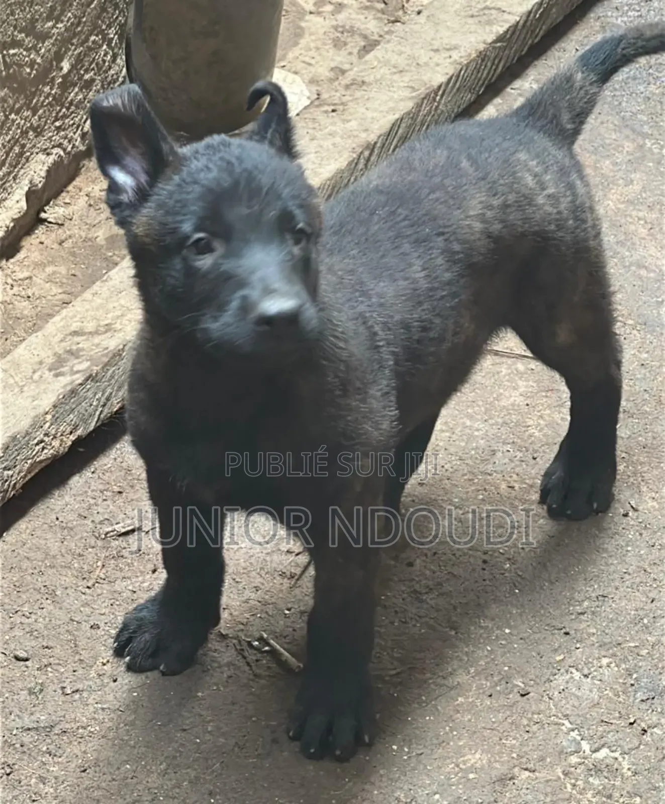 1-3 mois Homme Pure race Boerboel