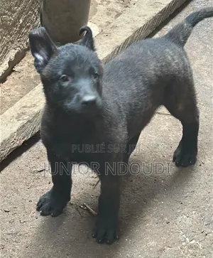 1-3 mois Homme Pure race Boerboel