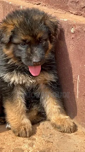 1-3 mois Homme Pure race Boerboel