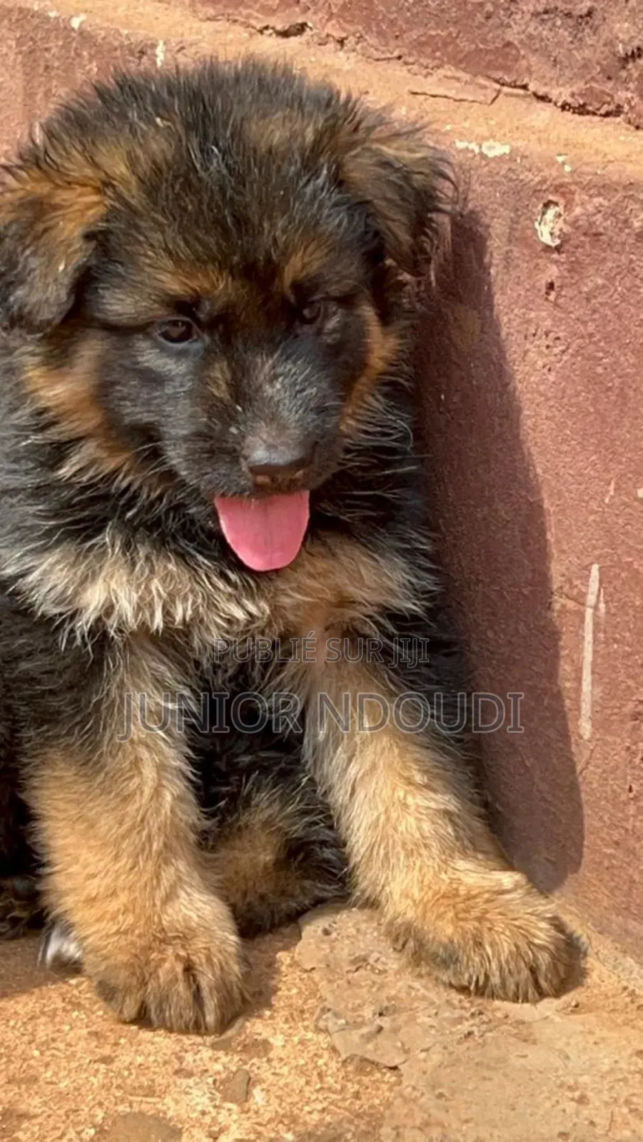 1-3 mois Homme Pure race Boerboel