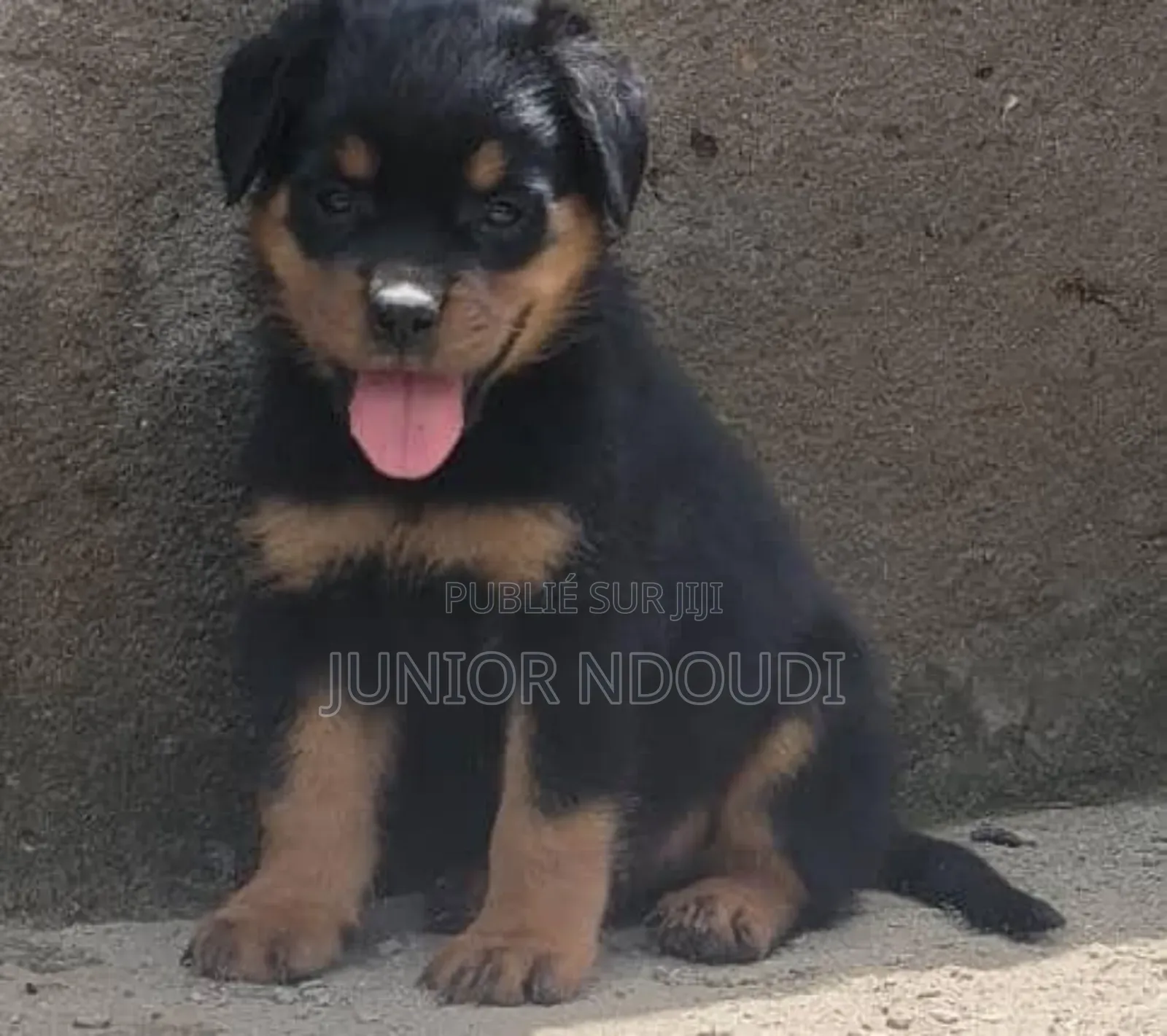 1-3 mois Homme Pure race Boerboel