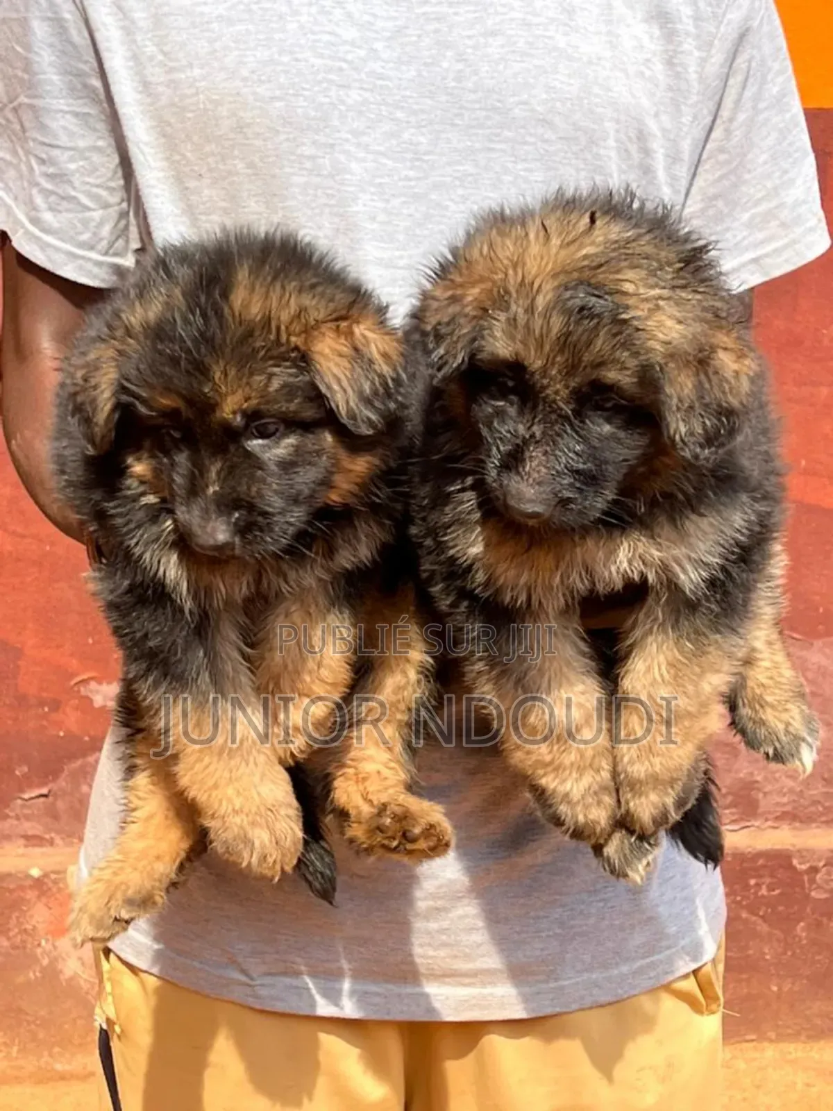 1-3 mois Homme Pure race Boerboel