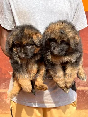 1-3 mois Homme Pure race Boerboel