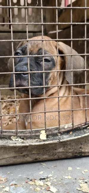 1-3 mois Homme Pure race Boerboel