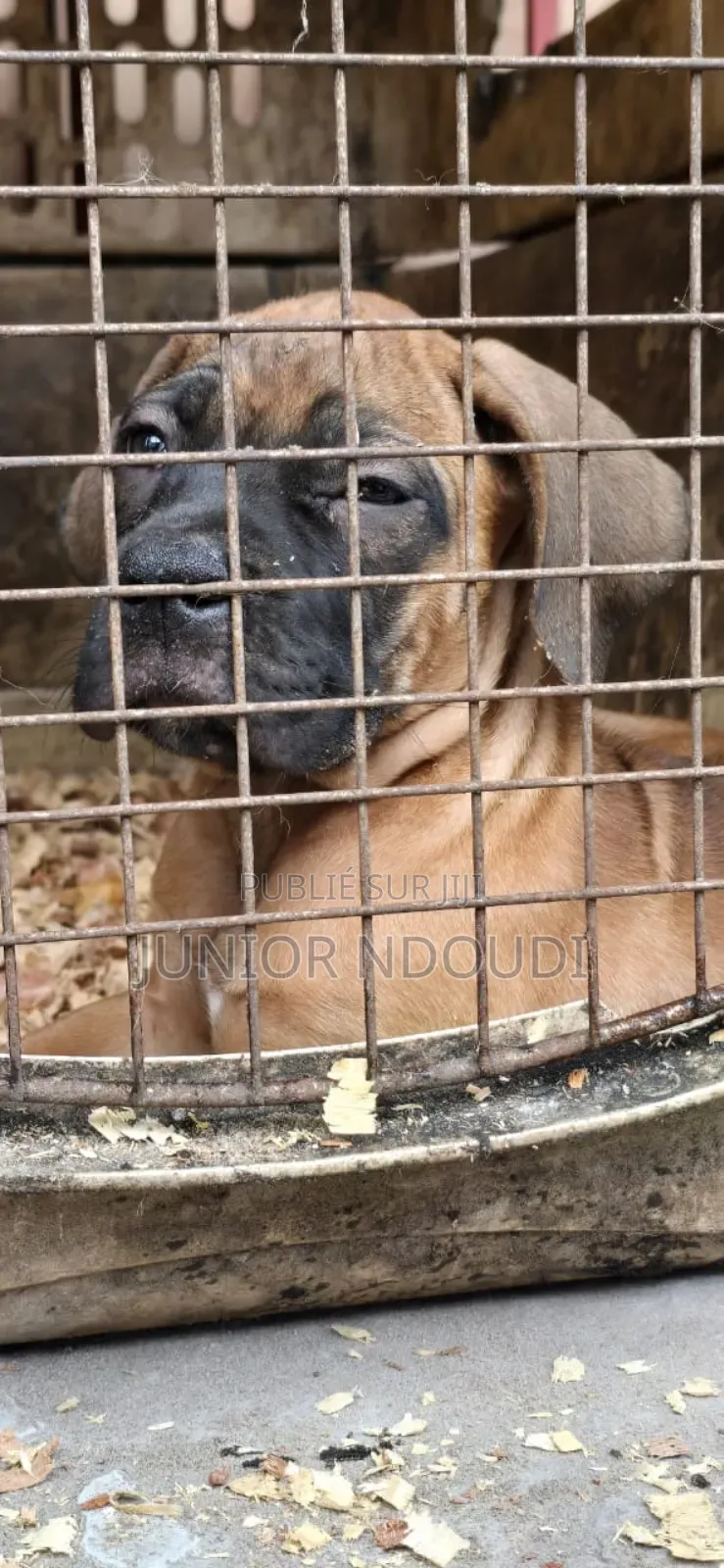 1-3 mois Homme Pure race Boerboel