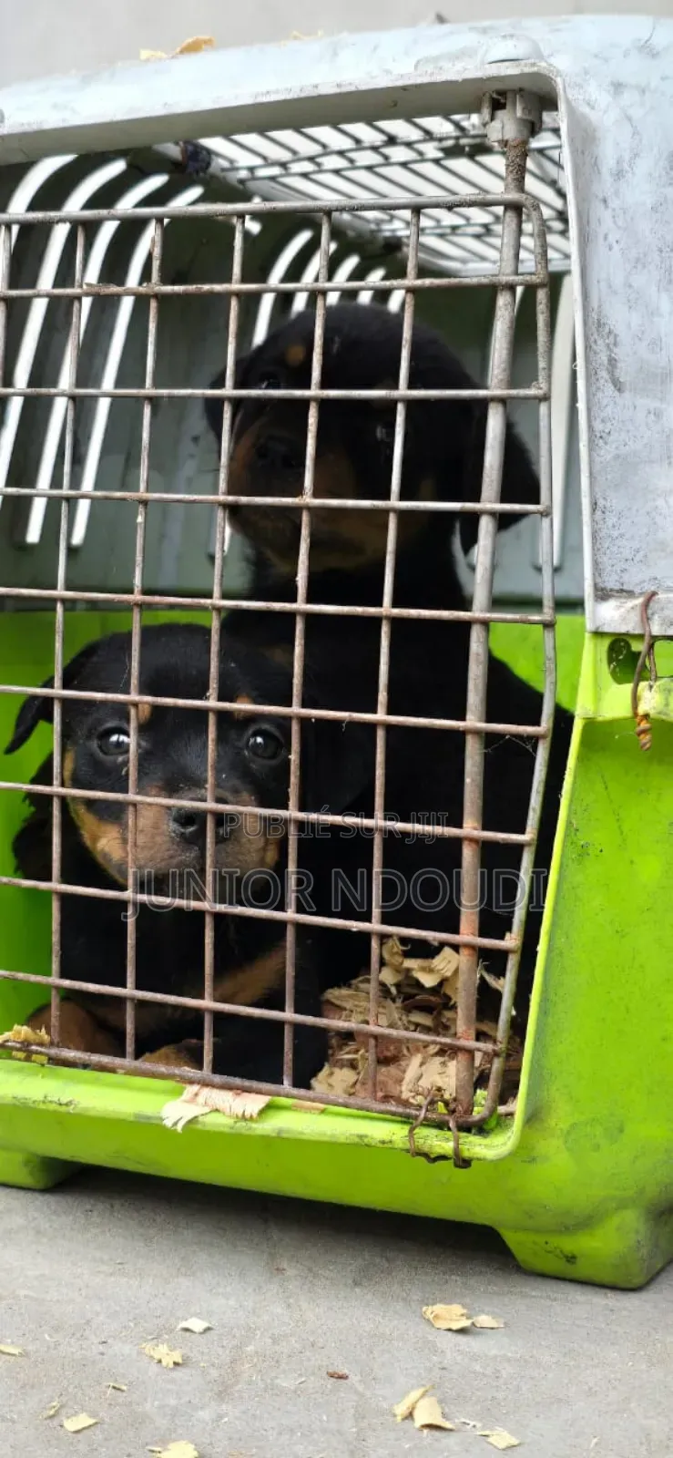 1-3 mois Homme Pure race Boerboel